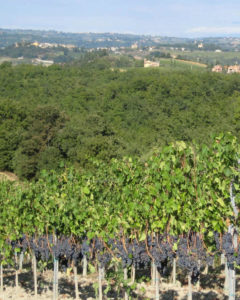 1_Grapes_ripe_View_2
