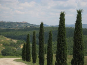 Cypress trees in Val d'Orcia